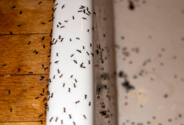 Best Pest Inspection Near Me  in Forest Park, OH