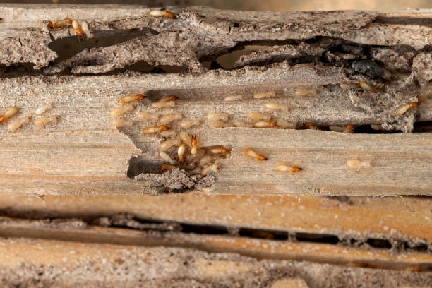 Best Bed Bug Extermination  in Forest Park, OH