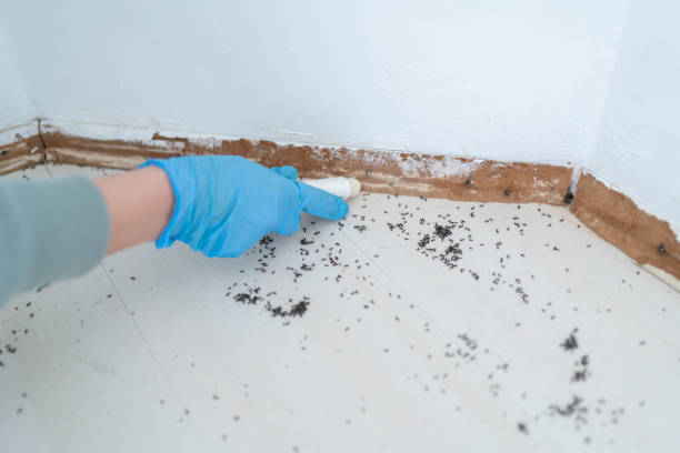Best Affordable Pest Control Services  in Forest Park, OH